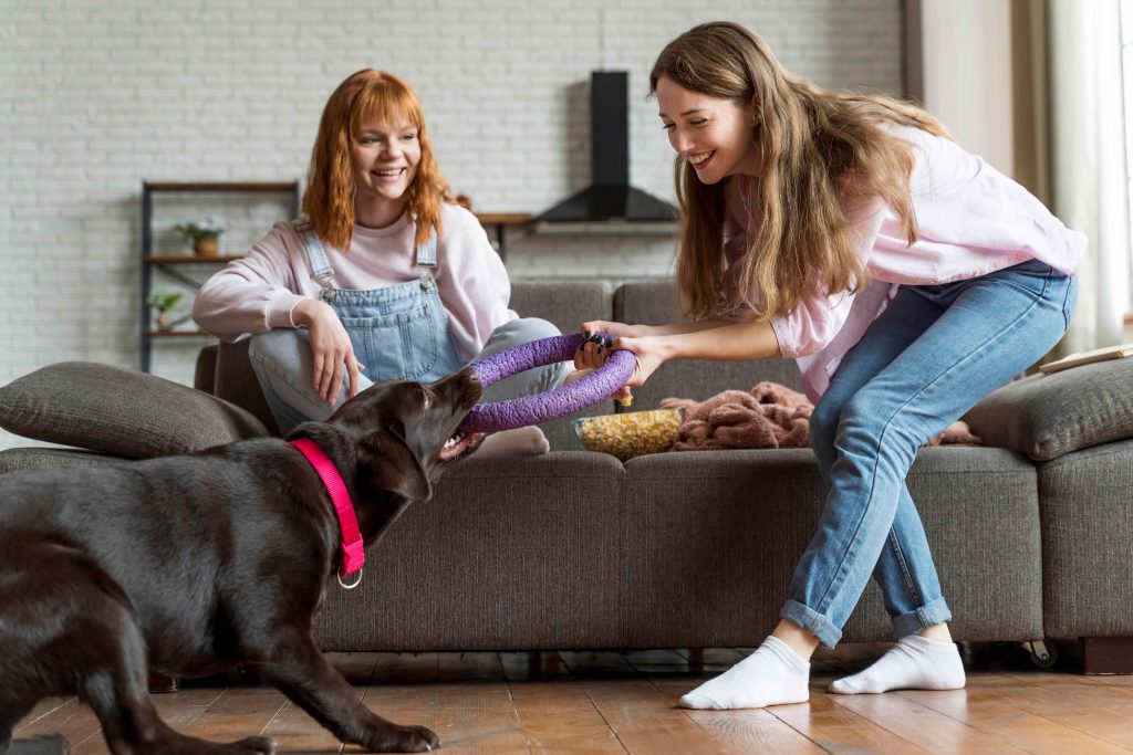 10 Affordable Pet Care Services