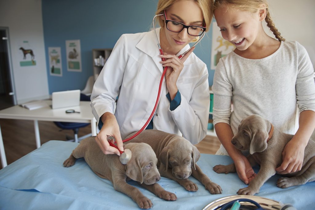 10 Affordable Pet Care Services