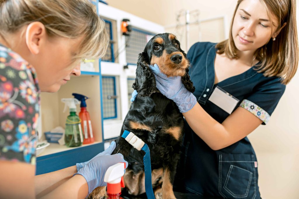 10 Affordable Pet Care Services
