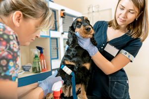 10 Affordable Pet Care Services