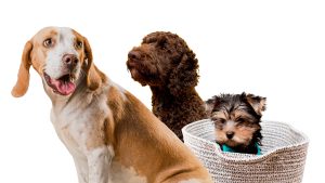 Natural vs Regular Pet Shampoos