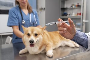 Pet Vaccination