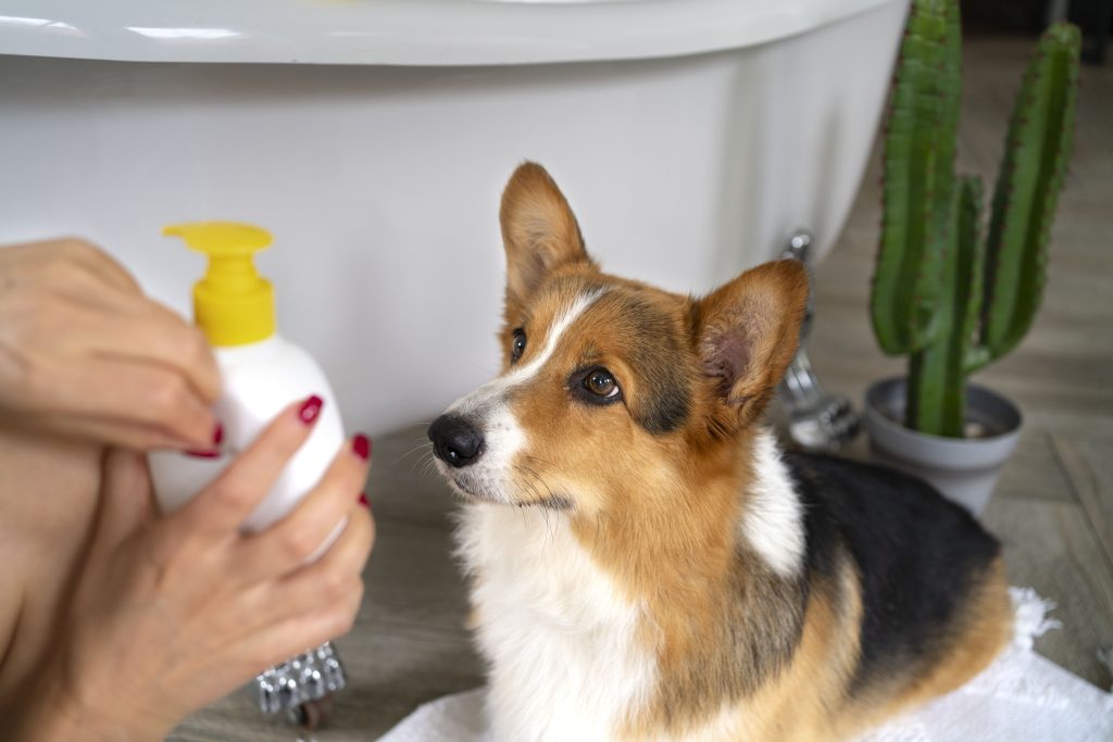 Natural vs Regular Pet Shampoos
