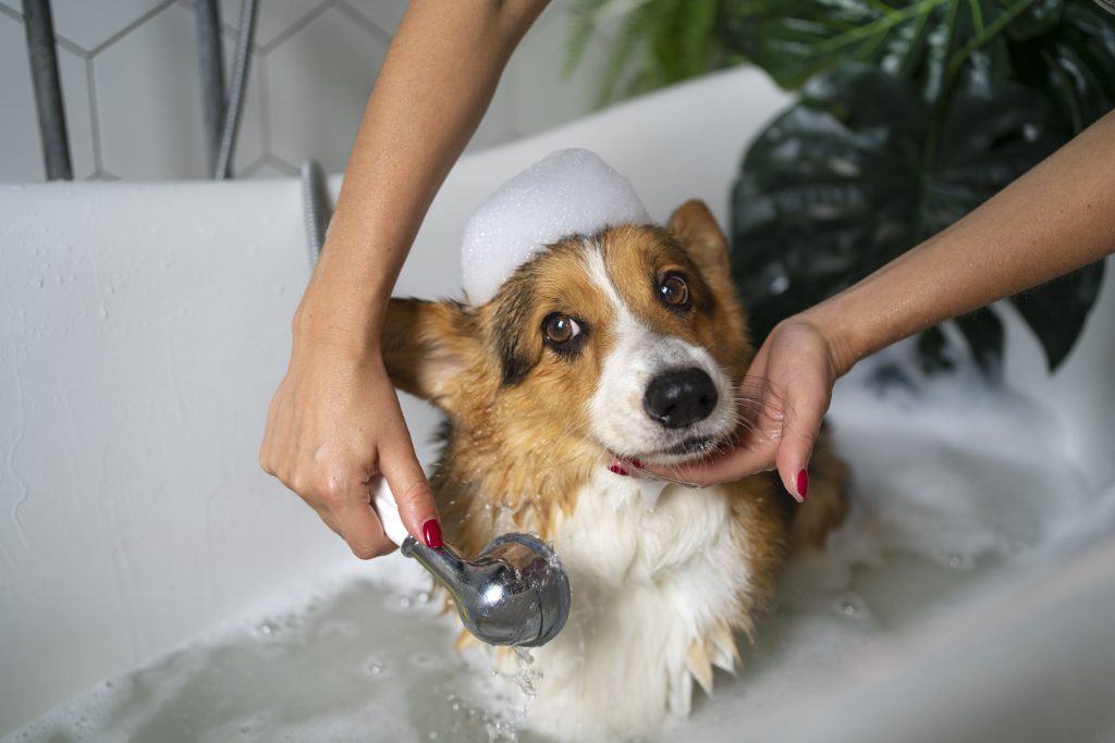 Natural vs Regular Pet Shampoos