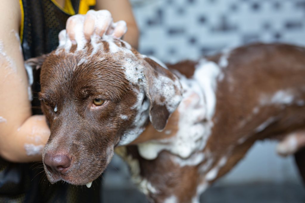 Natural vs Regular Pet Shampoos