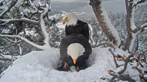 Big Bear Bald Eagle