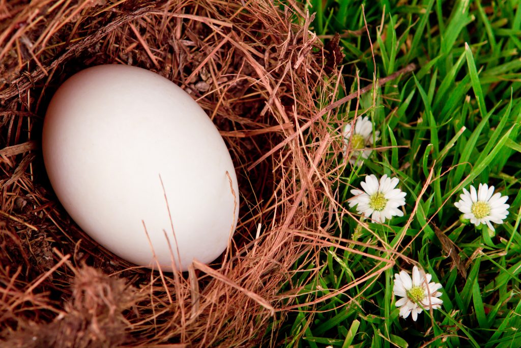 Big Bear Bald Eagle Eggs
