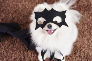 Pet Halloween