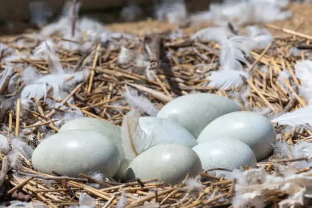 Big Bear Bald Eagle Eggs