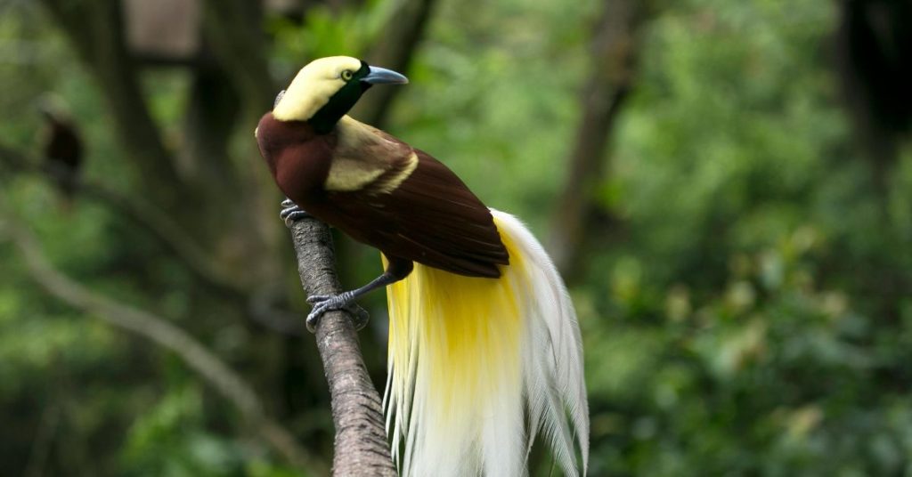 How to See Birds of Paradise