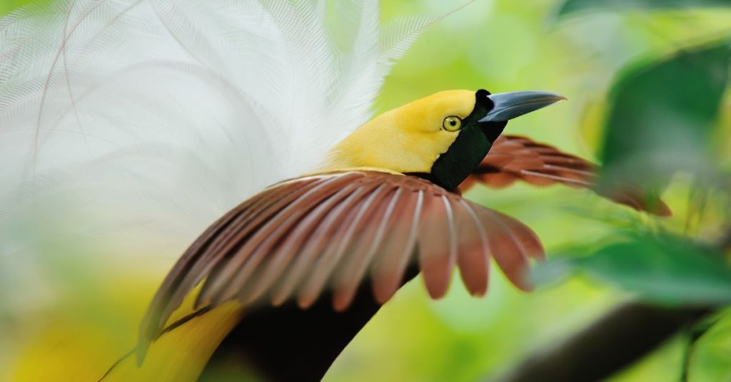 How to See Birds of Paradise