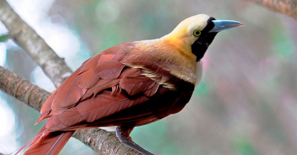 How to See Birds of Paradise