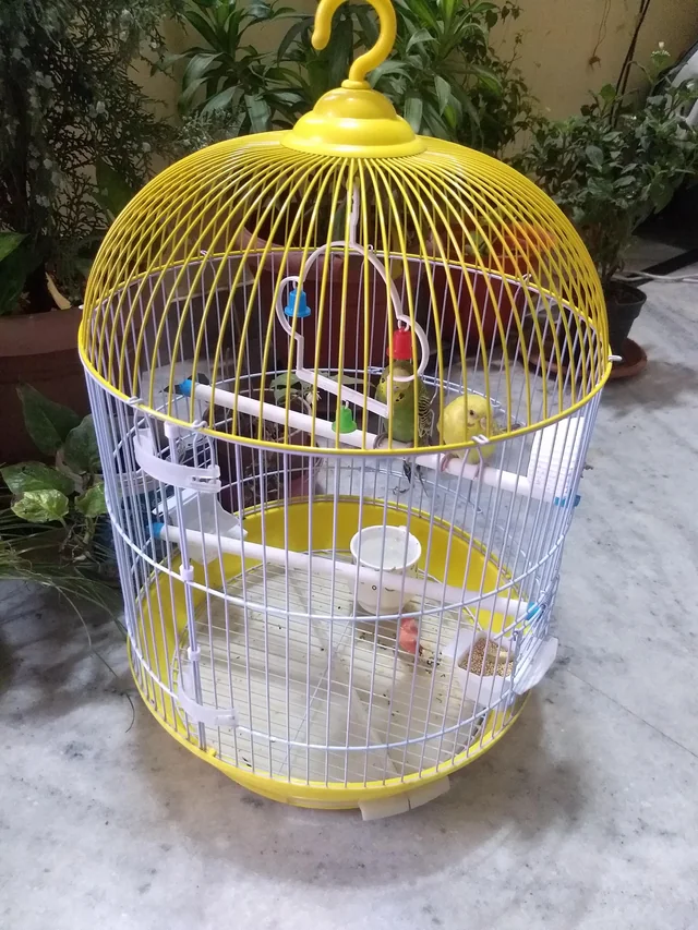 large birdcage