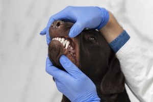 Best Dental Treats for Dogs