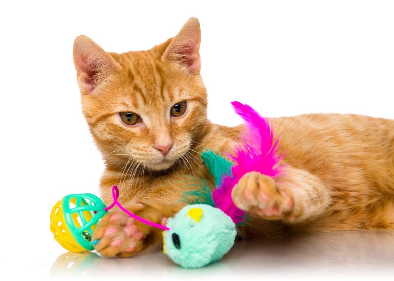 Catnip Toys for Cats