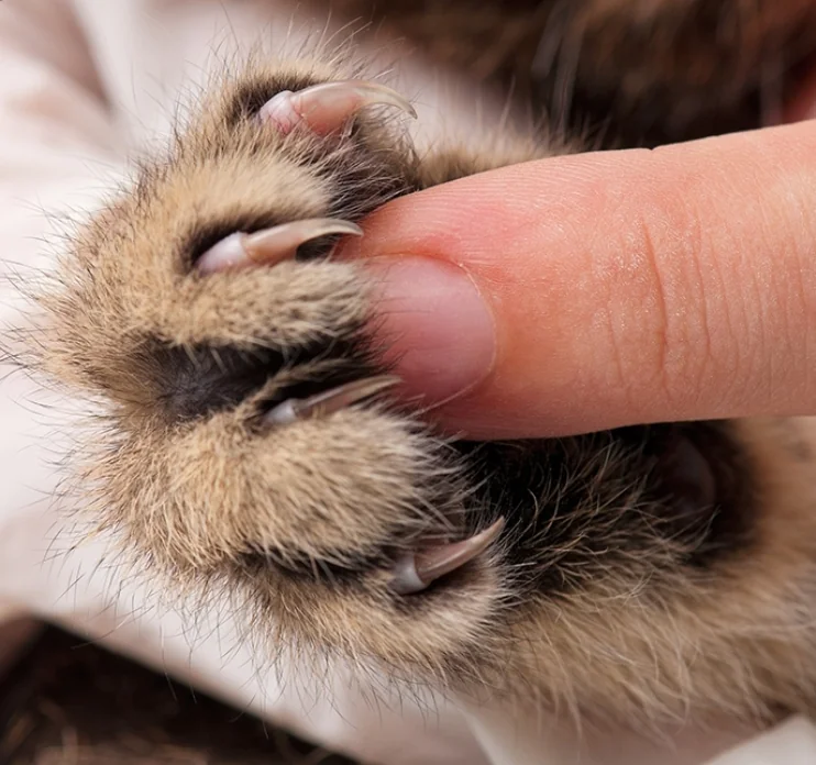 Cat nail trimming