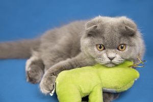 Catnip Toys for Cats