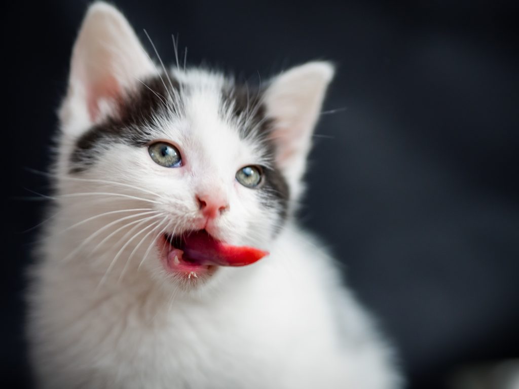 how-to-brush-cats-teeth-ultimate-guide-take-pets-care