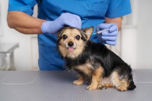 Flea Treatments for Dogs
