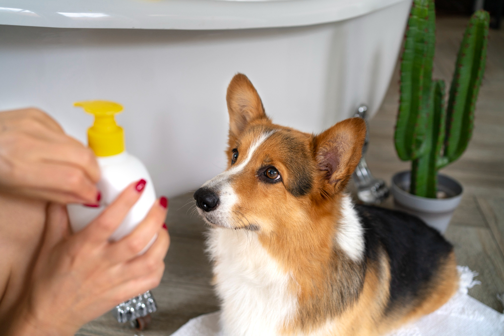 Natural Flea Treatments for Dogs