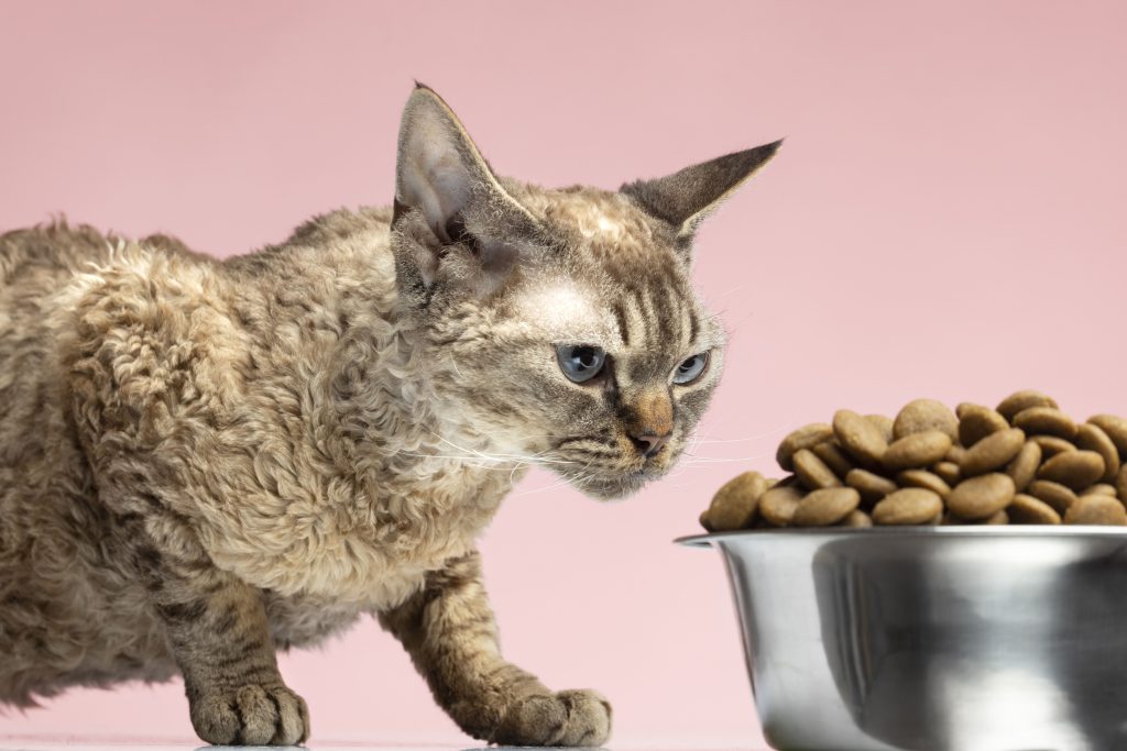 High Protein Cat Food